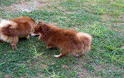 Pomeranian dogs for sale: Winston - Image 23