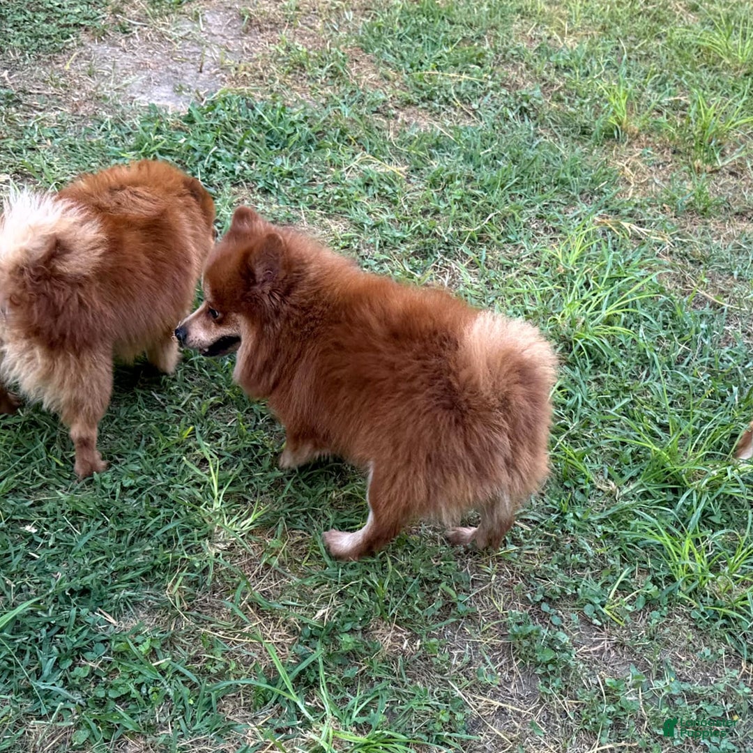 Pomeranian dogs for sale: Winston - Image 23