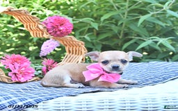 Chihuahua dogs for sale: Kelly - Image 1