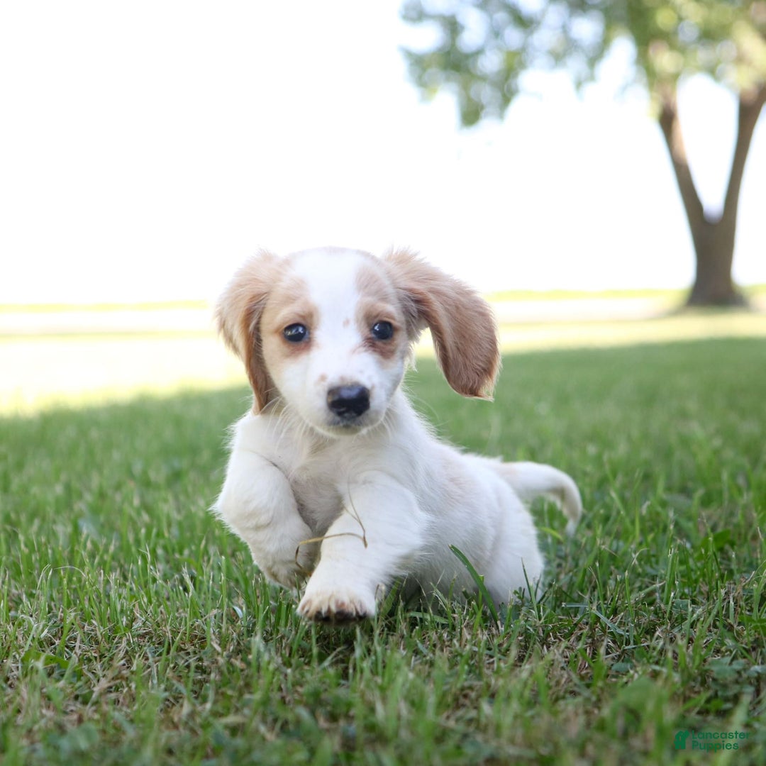 Miniature Dachshund dogs for sale: Precious - Image 2