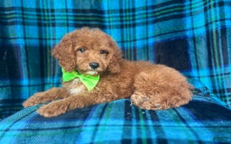 Cockapoo dogs for sale: Taco - Image 8
