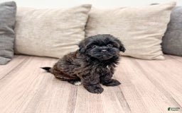 Shihpoo dogs for sale: Lola - Image 2