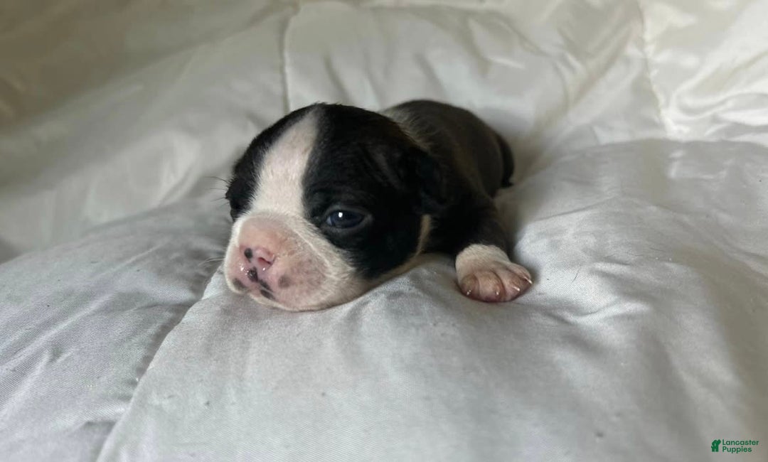 Boston Terrier dogs for sale: Ashe - Image 7