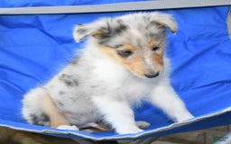 Collie dogs for sale: Pewter - Image 9