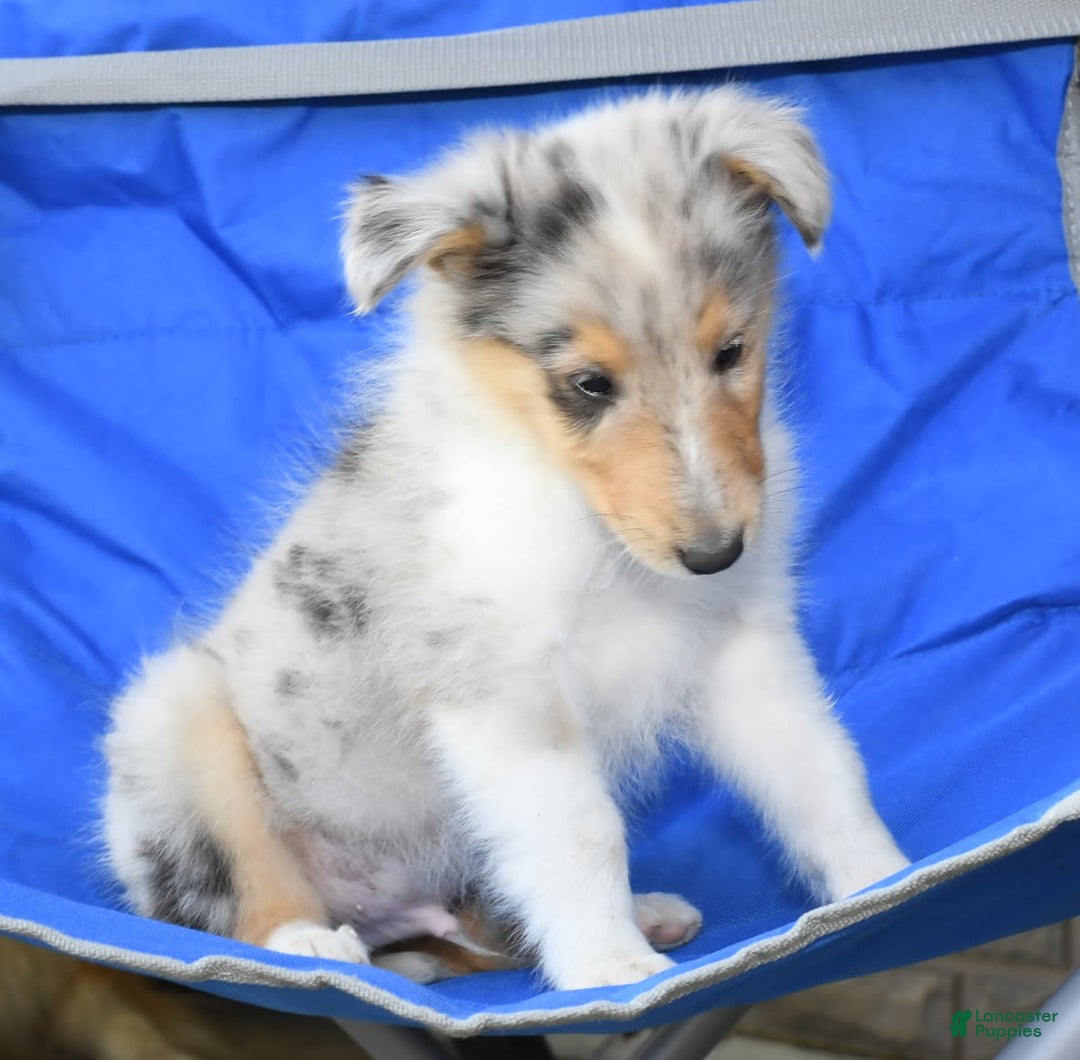 Collie dogs for sale: Pewter - Image 9