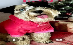 Miniature Schnauzer dogs for sale: Thor - Image 10