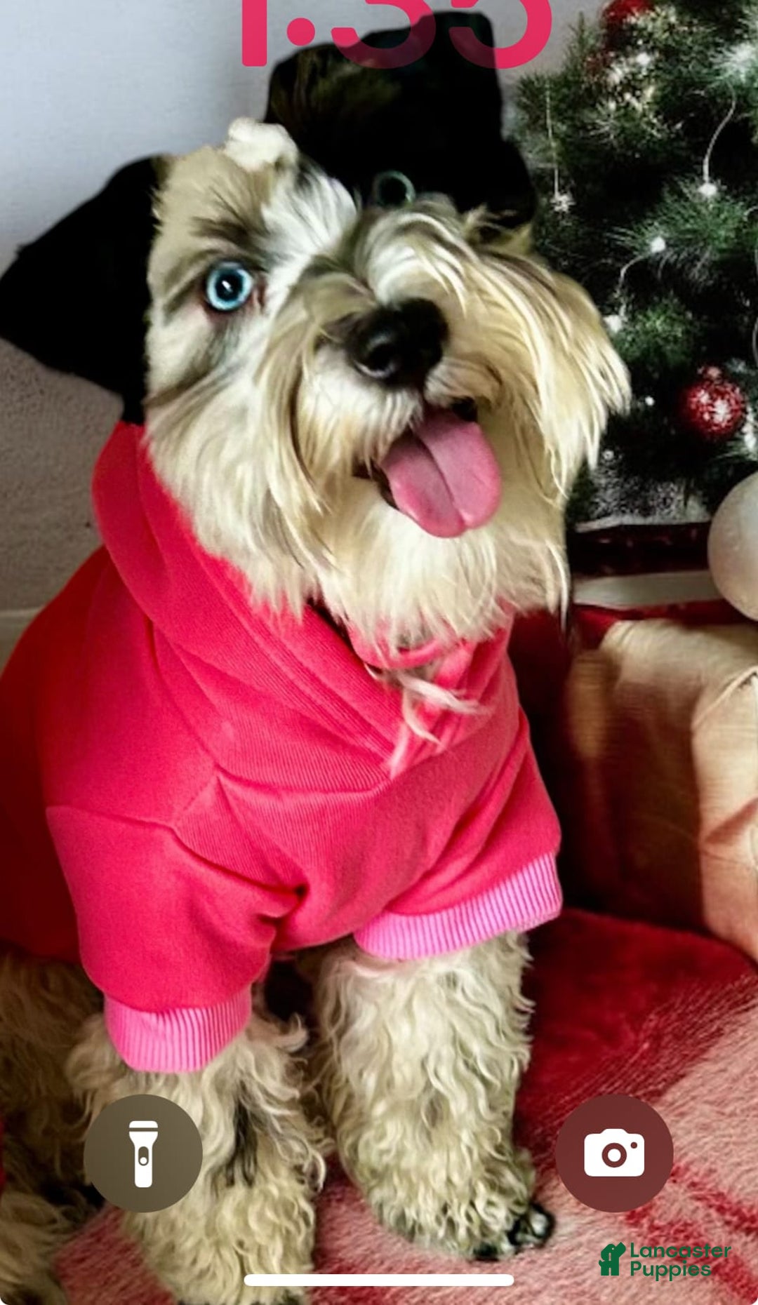 Miniature Schnauzer dogs for sale: Thor - Image 10