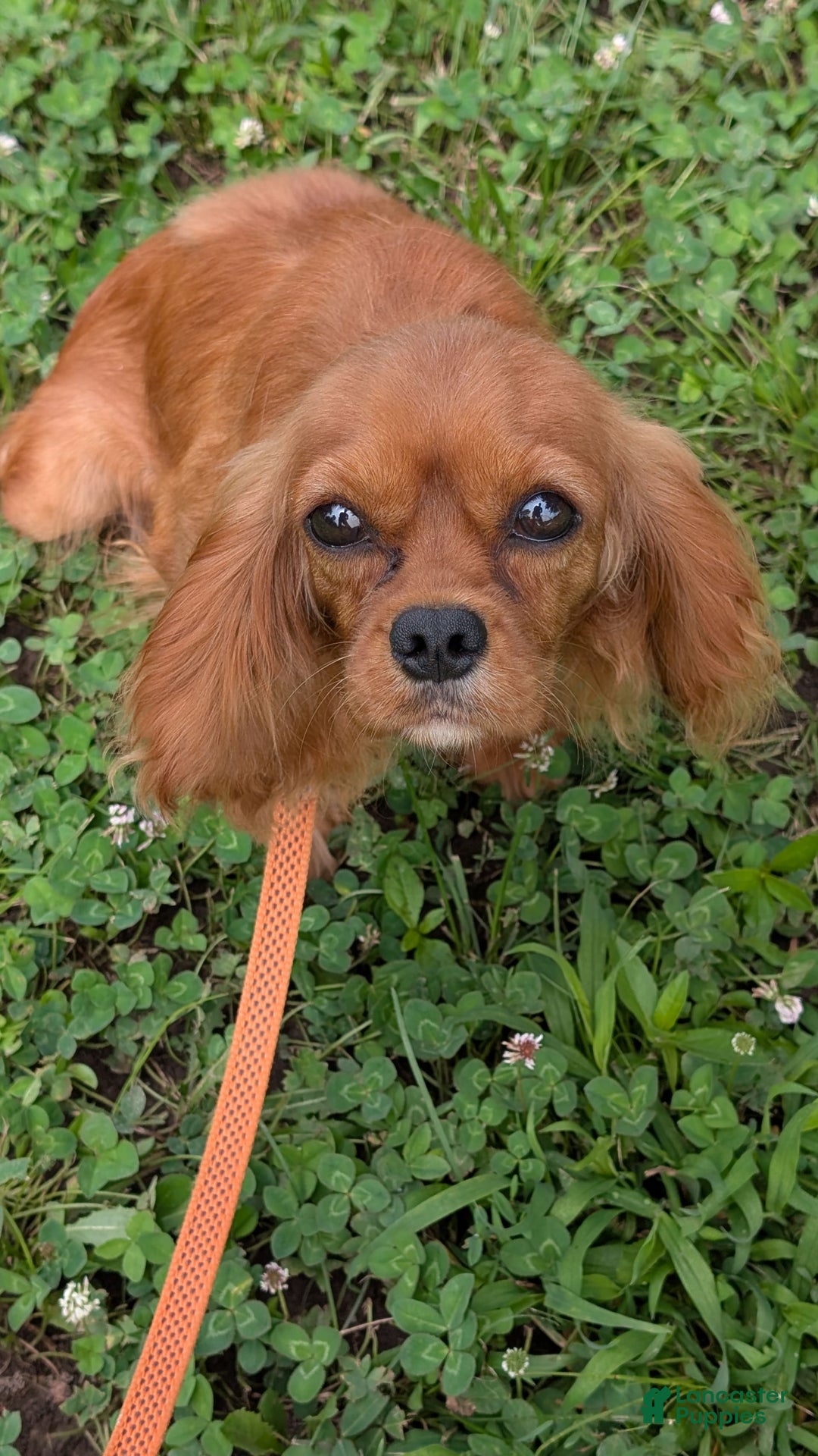 Cavalier King Charles Spaniel dogs for sale: Bridgette Boy 1 - Image 10