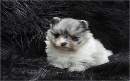 Pomeranian dogs for sale: Teacup White Pomeranian - Listing for pets: Teacup White Pomeranian - Image 3