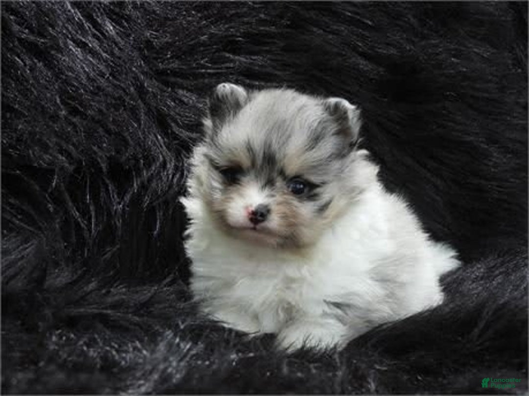 Pomeranian dogs for sale: Teacup White Pomeranian - Listing for pets: Teacup White Pomeranian - Image 3
