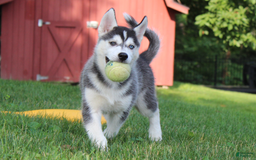 Siberian Husky dogs for sale: Alaska - Image 7