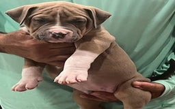 American Bully dogs for sale: Socks - Image 1