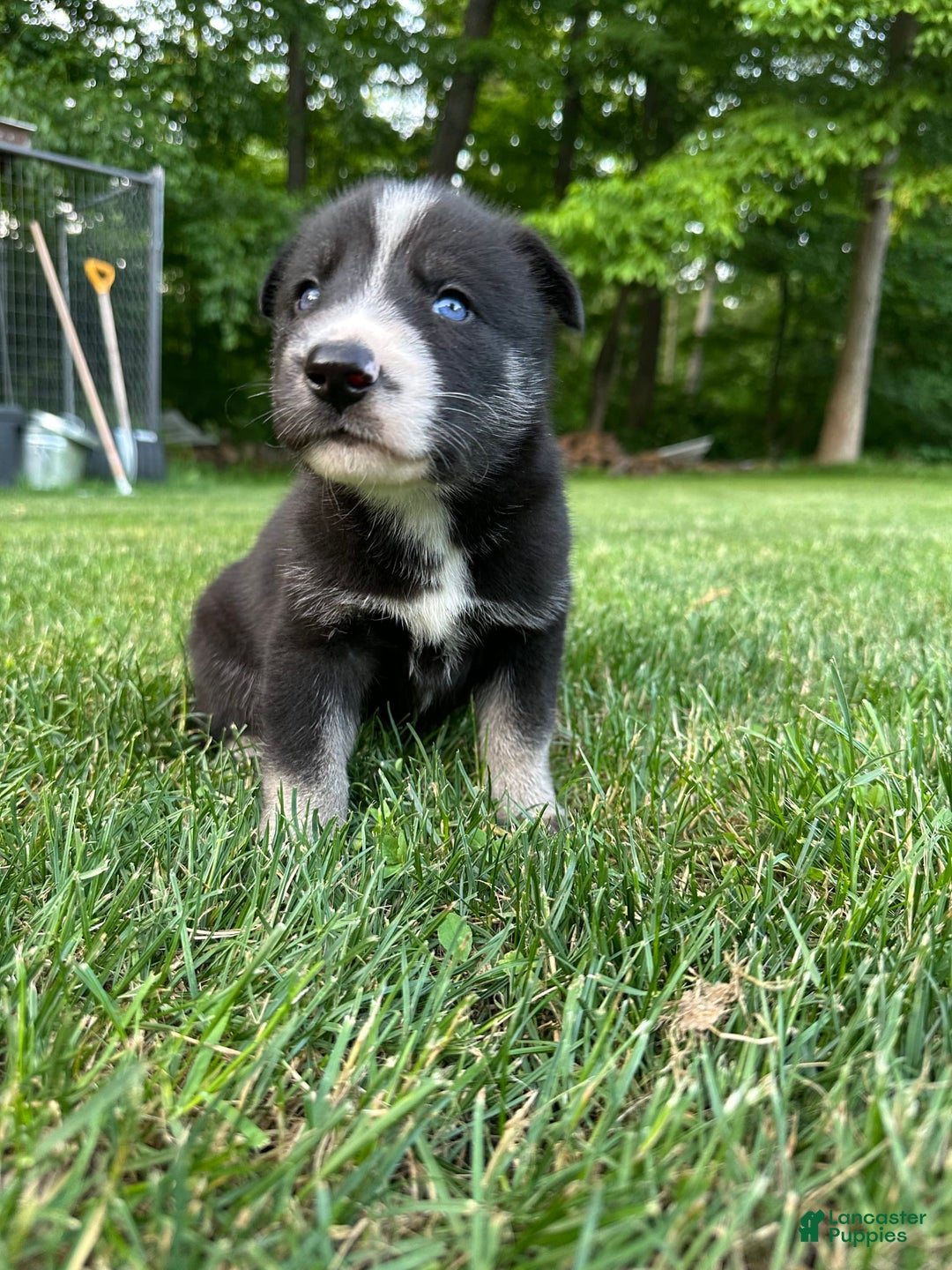 Gerberian Shepsky dogs for sale: Princess - Image 12