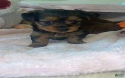 Yorkshire Terrier dogs for sale: Lacie - Image 1