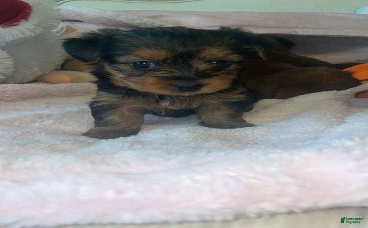 Yorkshire Terrier dogs for sale - Ad 2