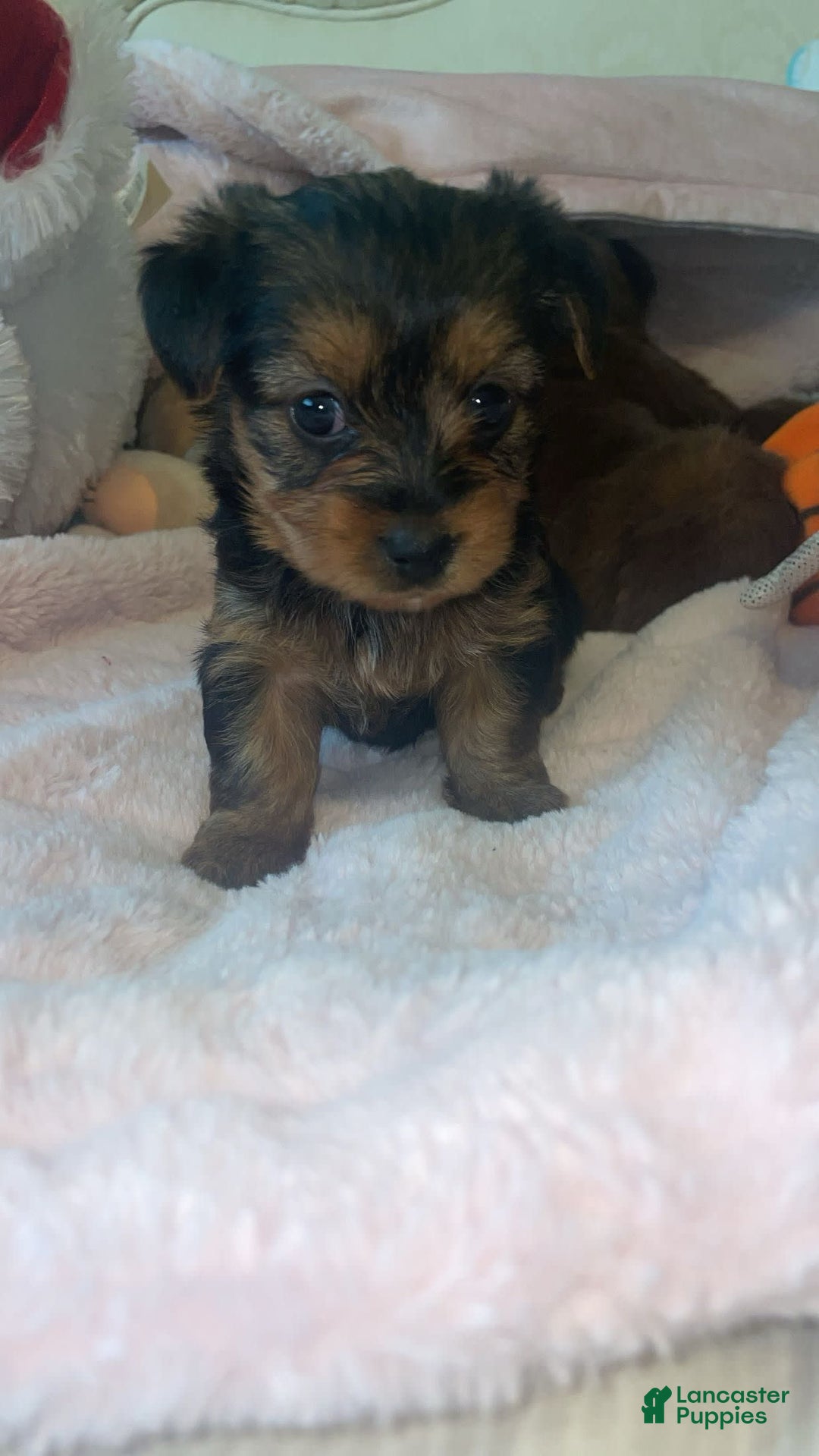 Yorkshire Terrier dogs for sale: Lacie - Image 1