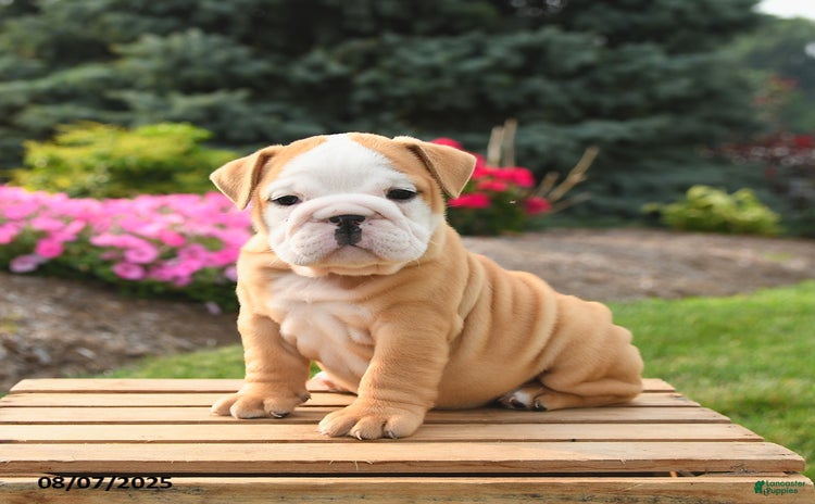 English Bulldog dogs for sale - Ad 2