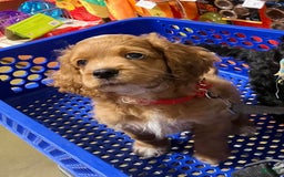 Cockapoo dogs for sale: Otis - Image 4