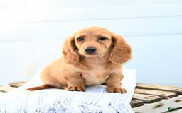 Dachshund dogs for sale: Barbie - Image 3