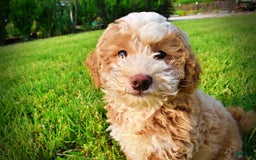 Havapoo dogs for sale: Whisky - Image 7