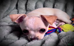 Chihuahua dogs for sale: Brody - Image 7