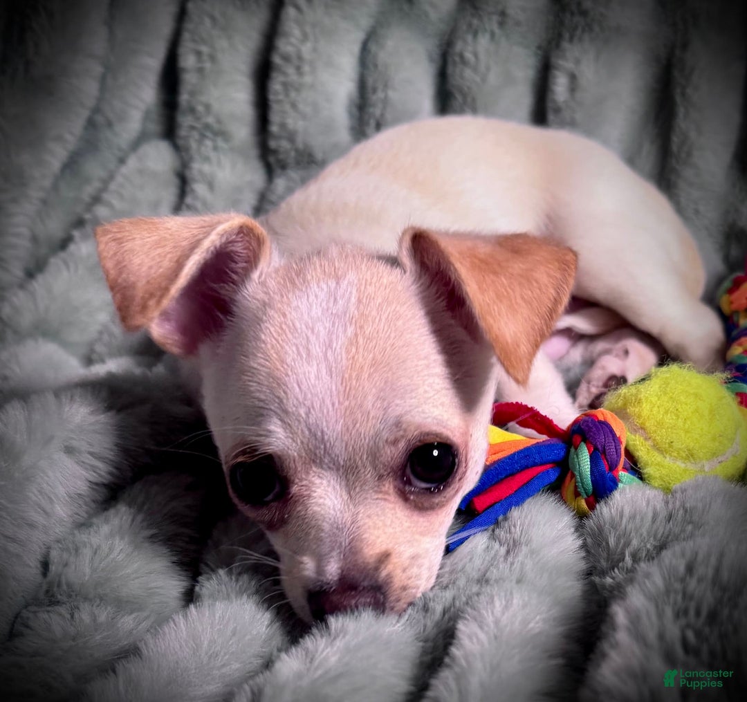 Chihuahua dogs for sale: Brody - Image 7