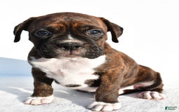 Boxer dogs for sale: Maverick - Image 5