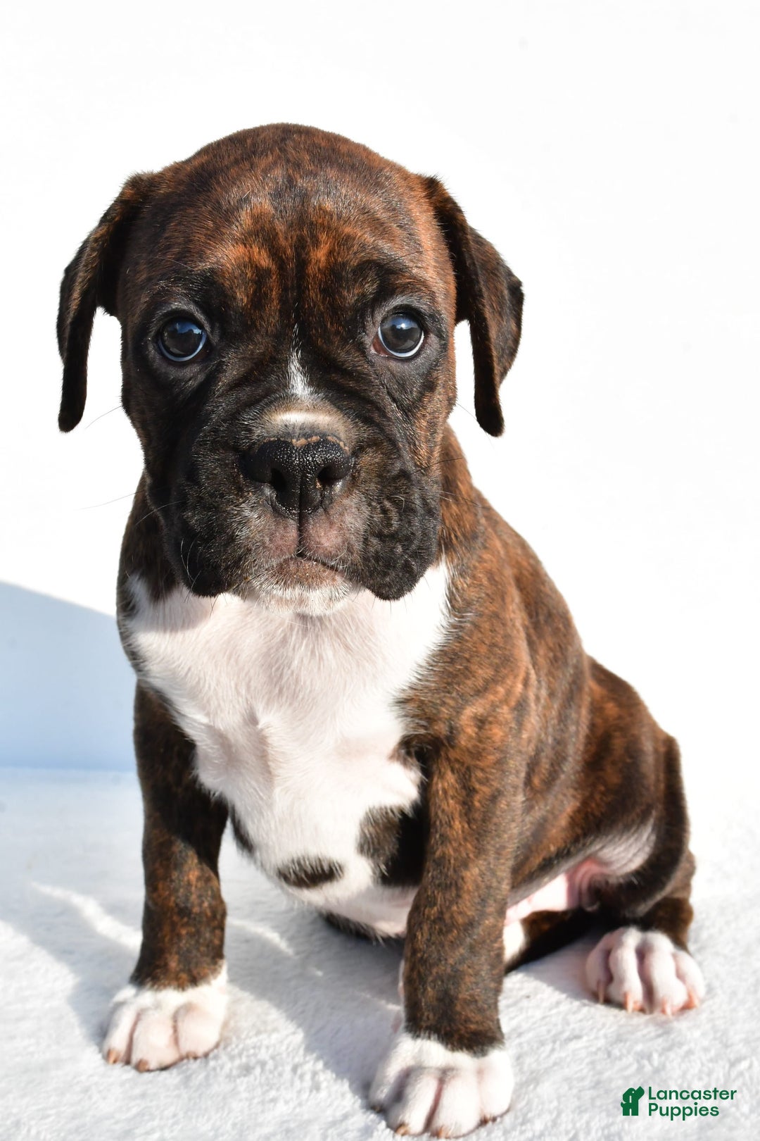 Boxer dogs for sale: Maverick - Image 5