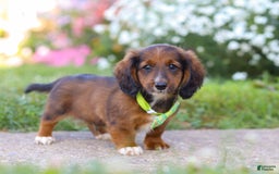 Dachshund dogs for sale: Buddy - Image 1