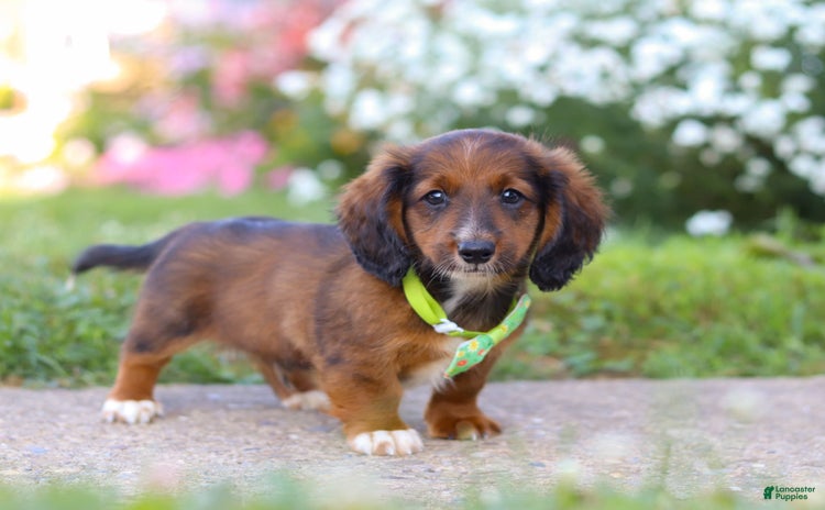 Dachshund dogs for sale - Ad 5
