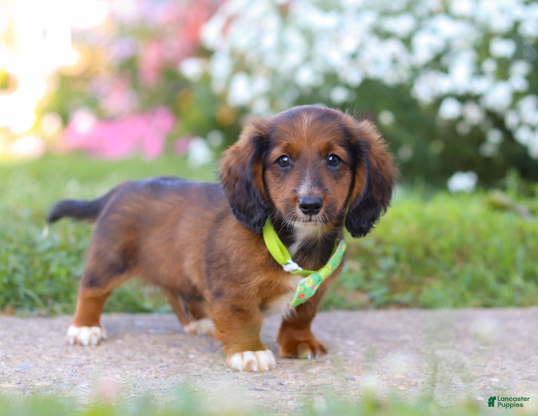 Dachshund dogs for sale: Buddy - Image 1