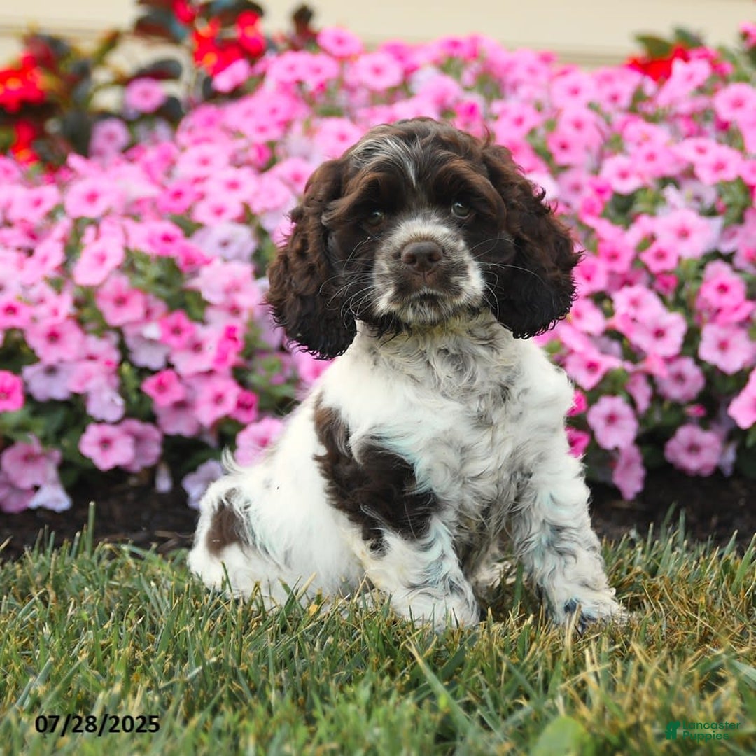 Cocker Spaniel dogs for sale: Rowdy - Image 3