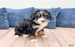 Mini Bernedoodle dogs for sale: Logan - Image 9