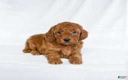 Miniature Poodle dogs for sale: Lonnie - Image 2
