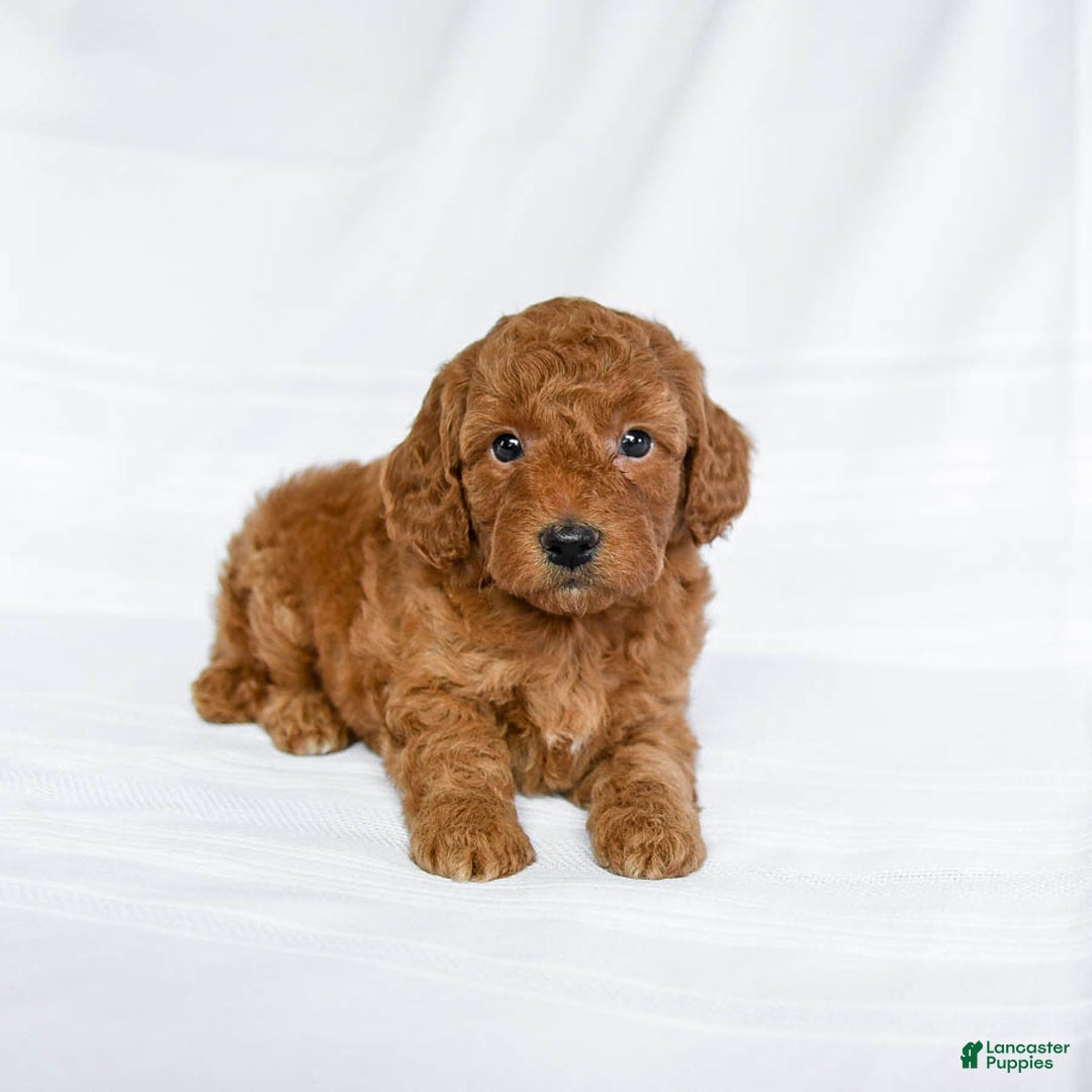 Miniature Poodle dogs for sale: Lonnie - Image 2