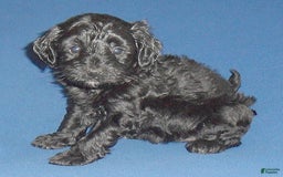 Yorkiepoo dogs for sale: Inky - Image 17