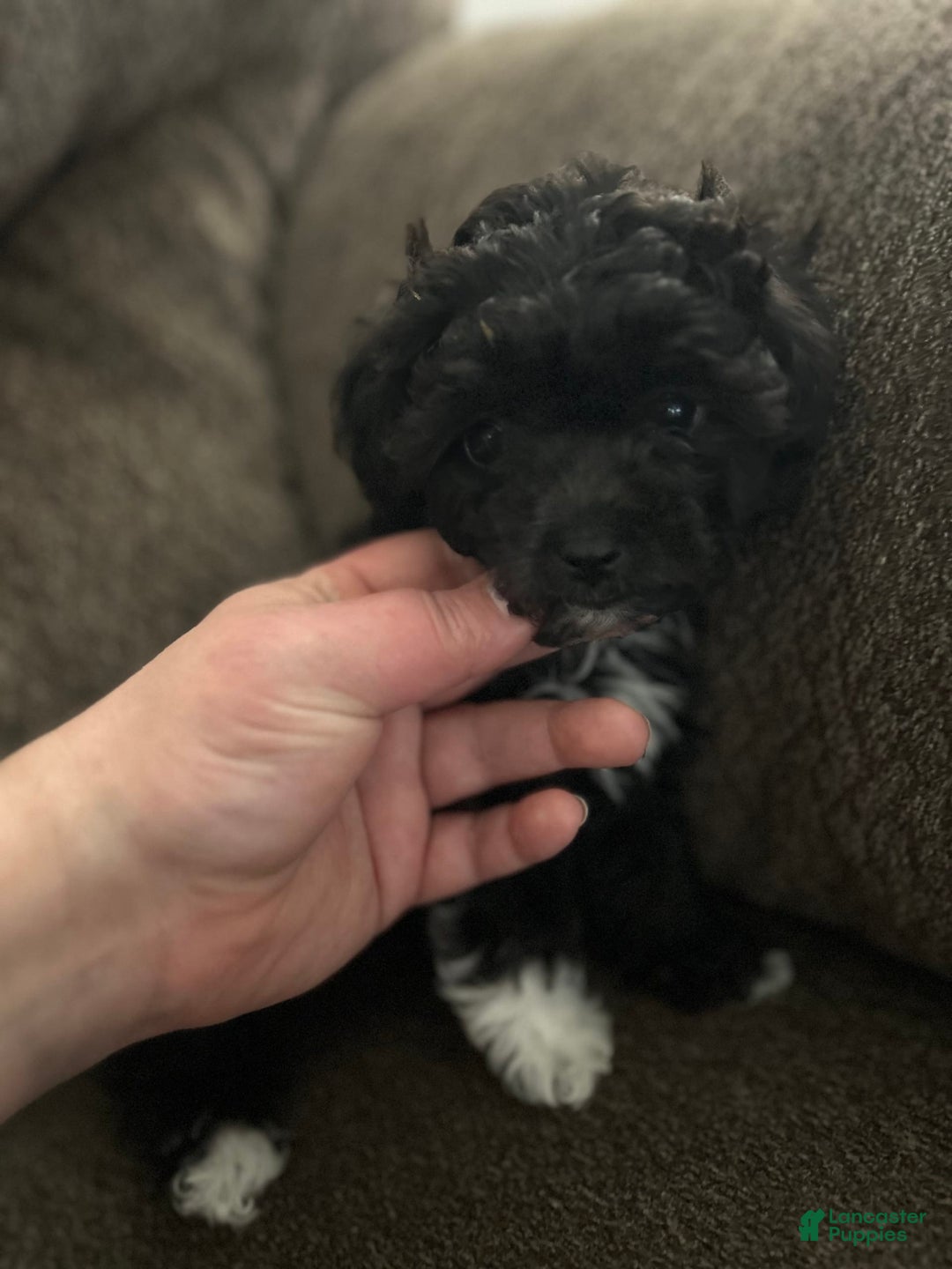 Teddy Bear dogs for sale: Ruby - Image 2