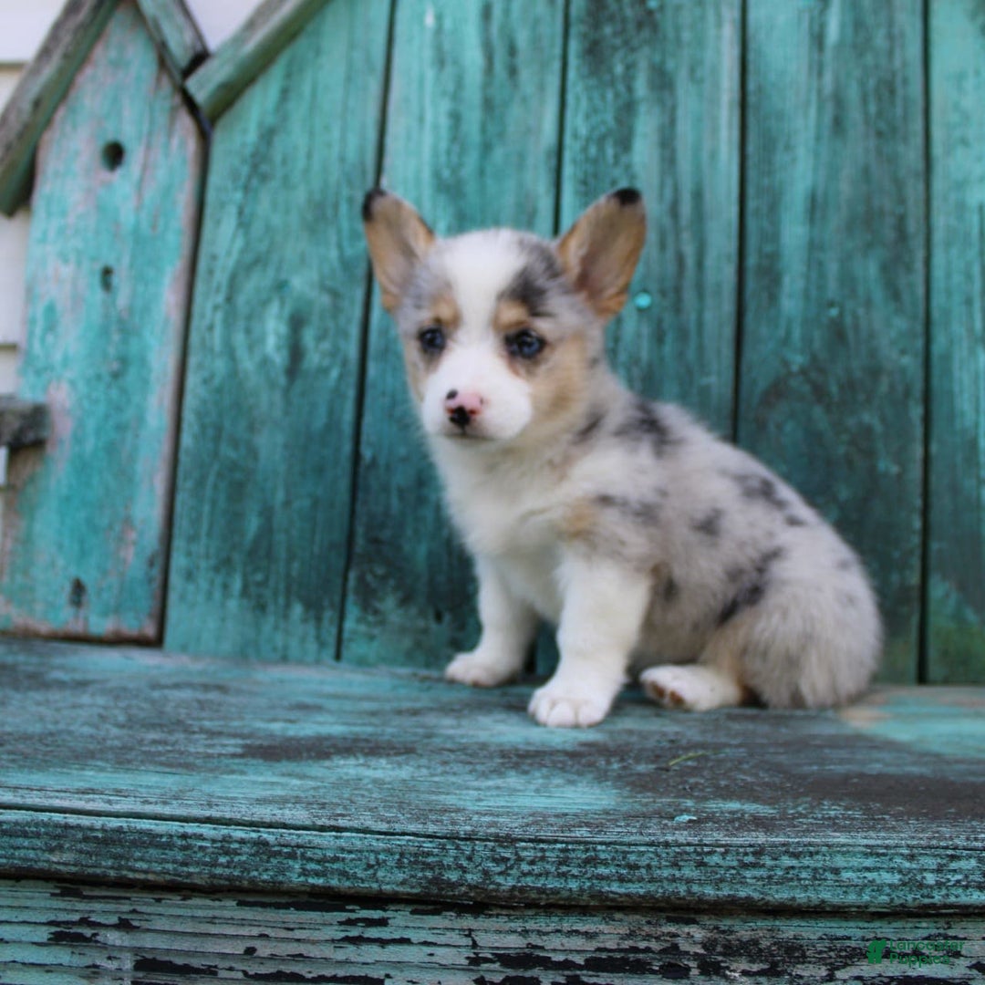 Welsh Corgi Pembroke dogs for sale: Lexi - Image 10