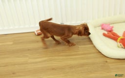 Cavalier King Charles Spaniel dogs for sale: Harley - Image 1