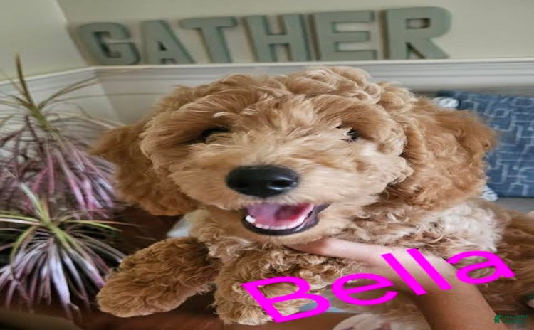 Mini Goldendoodle dogs for sale - Ad 1