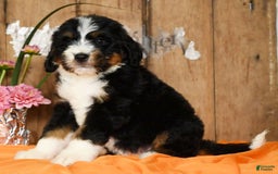 Bernedoodle dogs for sale: Dawn - Image 5