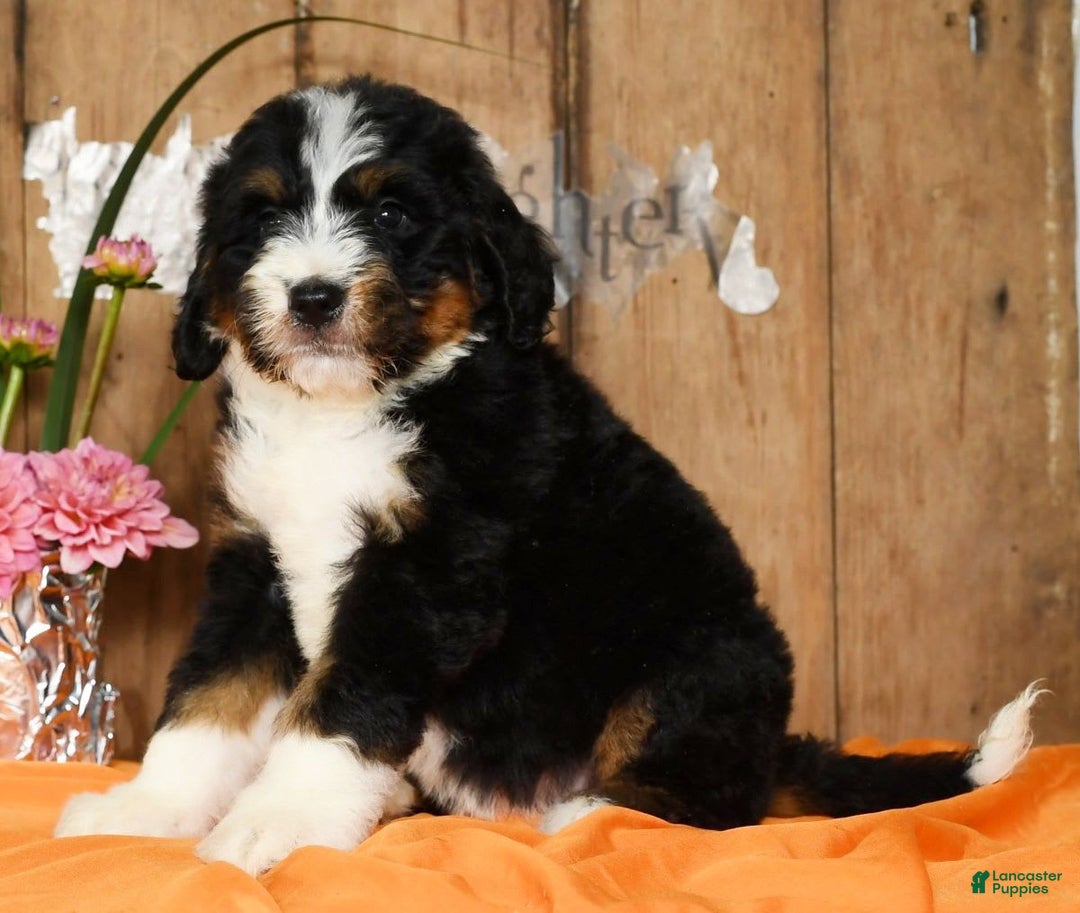 Bernedoodle dogs for sale: Dawn - Image 5