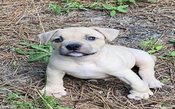 American Bully dogs for sale: Chinx - Image 3