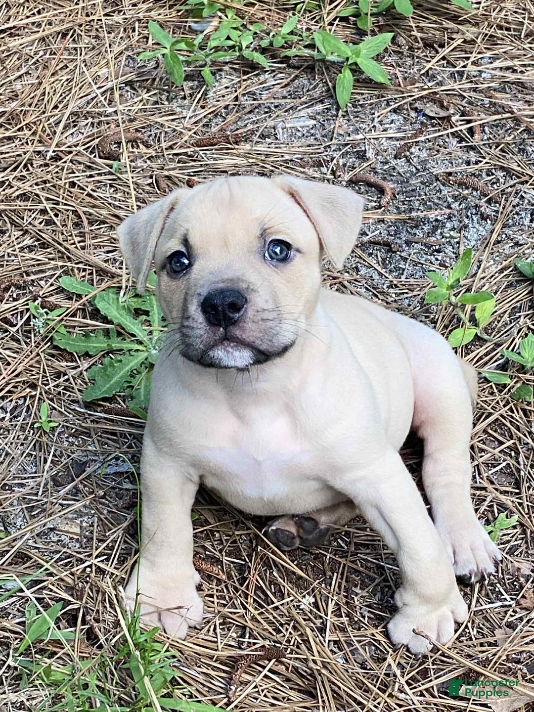 American Bully dogs for sale: Chinx - Image 3