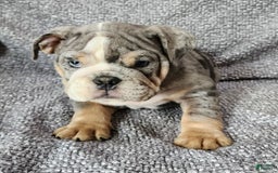 English Bulldog dogs for sale: Campbell - Image 5