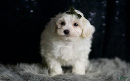 Maltipoo dogs for sale: Atticus - Image 4
