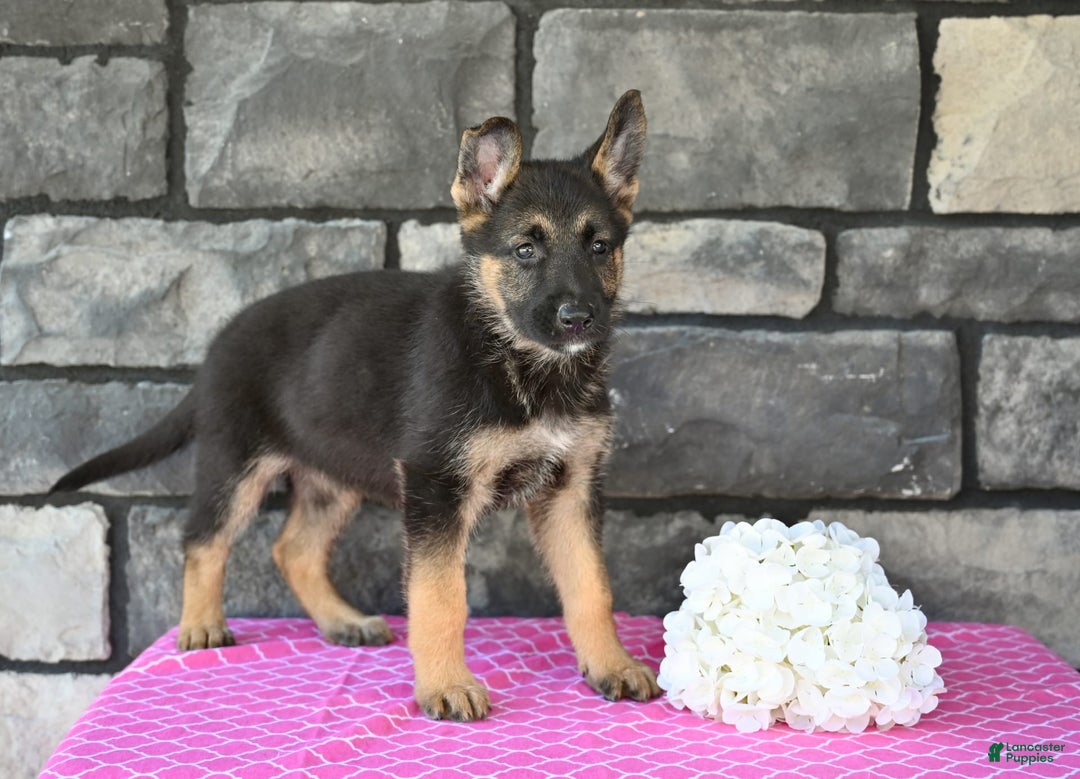 German Shepherd dogs for sale: Melody - Image 5