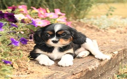 Cavalier King Charles Spaniel dogs for sale: Diamond - Image 3