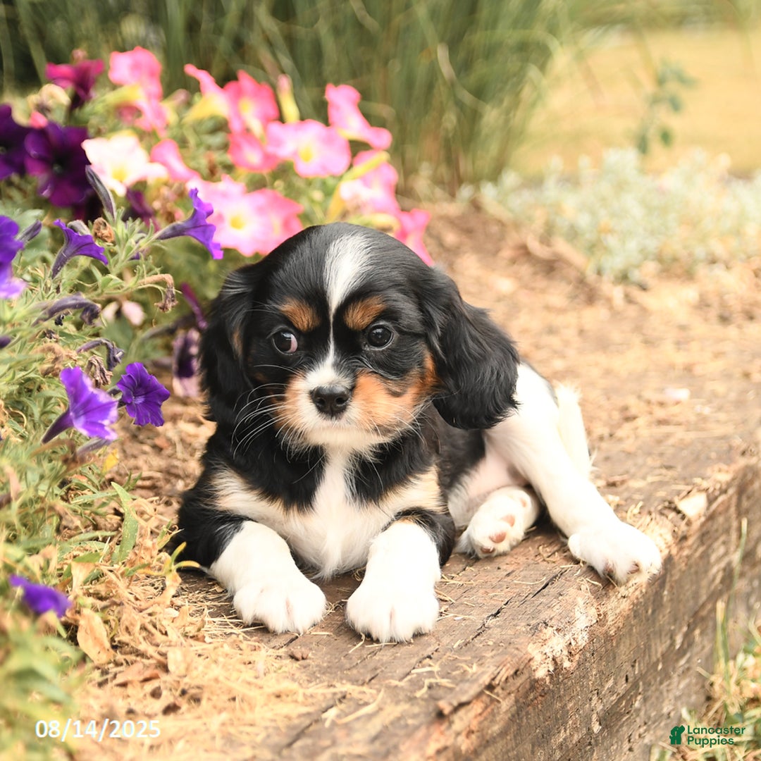 Cavalier King Charles Spaniel dogs for sale: Diamond - Image 3