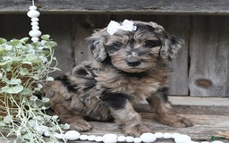 Aussiedoodle dogs for sale: Macy - Image 1